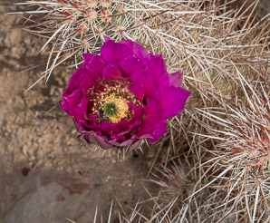 Echinocereus engelmannii (hedgehog cactus, calico cactus, dagger-spine hedgehog, Engelmann’s hedgehog, Howe hedgehog, Indian strawberry cactus, Munz’s hedgehog cactus, needle-spine hedgehog, purple-spined hedgehog, strawberry hedgehog, varied-spine hedgehog, Engelmann hedgehog, Engelmann’s hedgehog cactus)