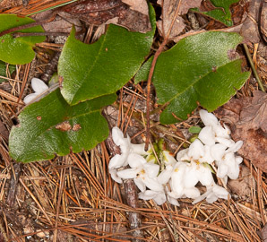 Epigaea repens (trailing arbutus)