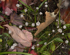 Eriocaulon aquaticum (common pipewort, seven-angle pipewort)