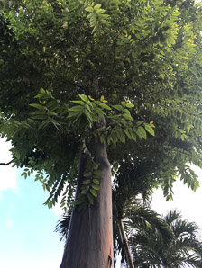 Eucalyptus deglupta (rainbow eucalyptus, Mindano gum, rainbow gum, Indonesian gum)