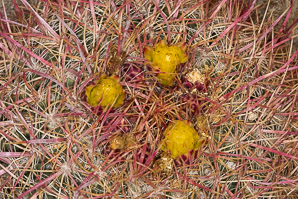 Ferocactus cylindraceus (compass barrel, fishhook cactus, barrel cactus, California barrel cactus, biznaga, cliff barrel cactus, compass cactus, desert barrel cactus, golden-spined barrel cactus, le conte barrel cactus, spiny barrel cactus)