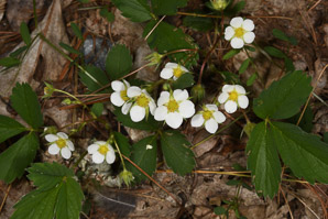 Fragaria virginiana (common strawberry, Virginia strawberry, wild strawberry, strawberry)