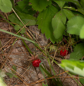 Fragaria virginiana (common strawberry, Virginia strawberry, wild strawberry, strawberry)