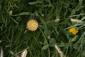 Gaillardia suavis (pincushion daisy, perfumeballs)