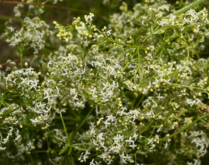 Galium mollugo (smooth bedstraw, false baby’s breath, upright bedstraw, upright hedge bedstraw, white bedstraw, wild madder)