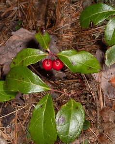 Gaultheria procumbens (creeping wintergreen, wintergreen, Eastern teaberry, checkerberry, boxberry, American wintergreen)