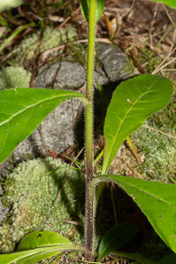 Hieracium scabrum (rough hawkweed, sticky hawkweed)