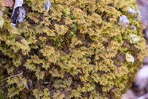 Hylocomium splendens (splendid feather moss, glittering woodmoss, stairstep moss, mountain fern moss)