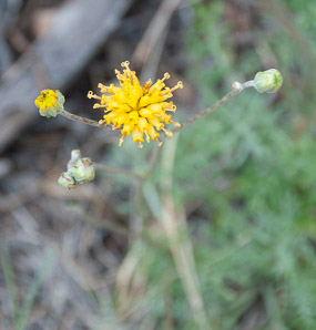 Hymenopappus filifolius (fineleaf hymenopappus)