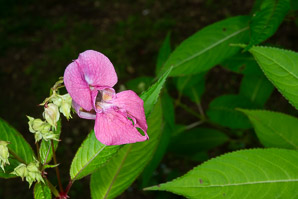 Impatiens glandulifera (Himalayan balsam, kiss-me-on-the-mountain, ornamental jewelweed)