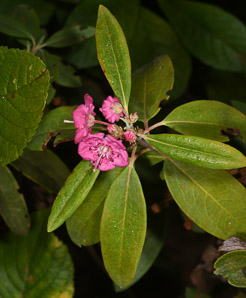 Kalmia angustifolia (sheep laurel)