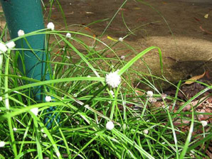 Kyllinga nemoralis (white water sedge, whitehead spikesedge, white-flowered kyllinga, nut grass)