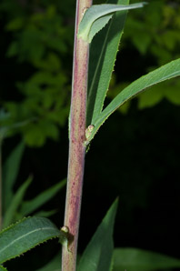 Lactuca canadensis (wild lettuce, Canada lettuce)