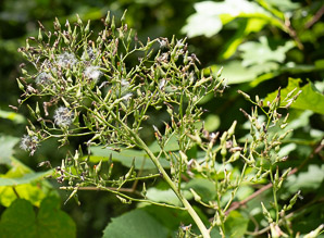 Lactuca canadensis (wild lettuce, Canada lettuce)