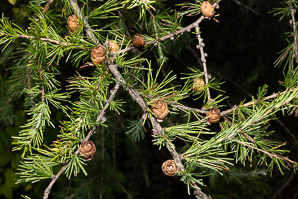 Larix laricina (larch, tamarack, American larch, hackmatack, Eastern larch, black larch, red larch, tamarack trees)