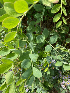 Lathyrus japonicus (beach pea, sea pea, circumpolar pea, sea vetchling)