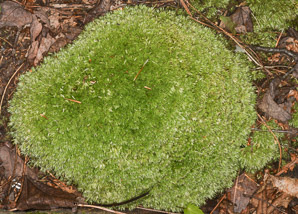 Leucobryum glaucum (pincushion moss, leucobryum moss)