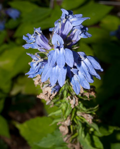 Lobelia siphilitica (great blue lobelia)
