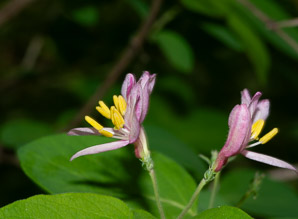 Lonicera tatarica (Tatarian honeysuckle)