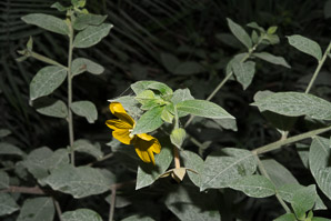 Ludwigia octovalvis (Mexican primrosewillow)