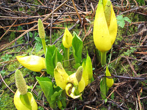 Lysichiton americanus (western skunk cabbage, yellow skunk cabbage, American skunk-cabbage, swamp lantern, American skunkcabbage)