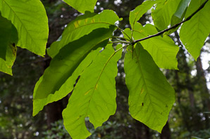 Magnolia fraseri (ear-leaved umbrella tree, fraser magnolia)