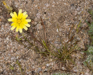 Malacothrix glabrata (smooth desert dandelion, desert dandelion, smooth desertdandelion)