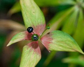 Medeola virginiana (Indian cucumber-root, Indian cucumber)