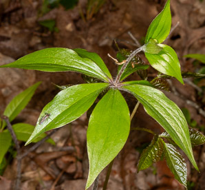Medeola virginiana (Indian cucumber-root, Indian cucumber)