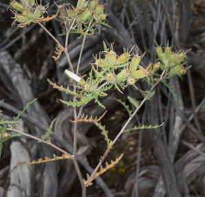 Mentzelia multiflora (Adonis blazingstar, Adonis stickleaf, desert blazingstar, prairie stickleaf, manyflowered mentzelia)