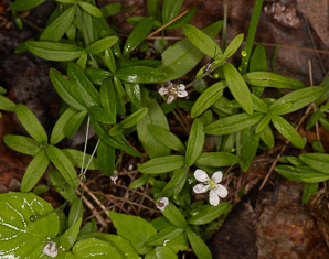 Moehringia lateriflora (blunt-leaved grove-sandwort, bluntleaf sandwort)