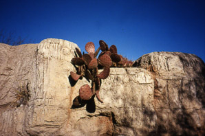 Opuntia macrocentra (long-spined prickly pear, black spine prickly pear, purple pricklypear)
