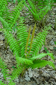 Osmunda cinnamomea (cinnamon fern)
