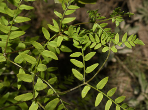 Osmunda regalis (royal fern)
