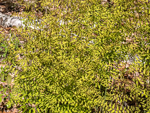 Osmunda regalis (royal fern)