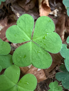 Oxalis montana (common wood sorrel, mountain woodsorrel, wood shamrock, white woodsorrel, wood sorrel)