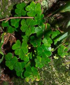 Oxalis montana (common wood sorrel, mountain woodsorrel, wood shamrock, white woodsorrel, wood sorrel)