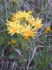 Packera plattensis (prairie groundsel, prairie ragwort)