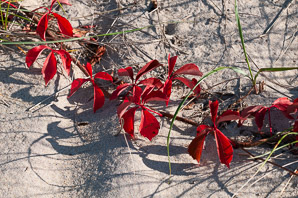 Parthenocissus quinquefolia (Virginia creeper)