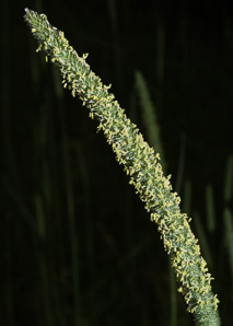 Phleum pratense (timothy)