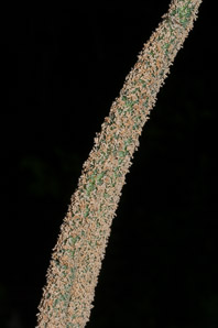 Phleum pratense (timothy)