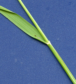 Phleum pratense (timothy)