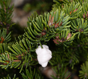 Picea rubens (red spruce, Eastern spruce, yellow spruce)
