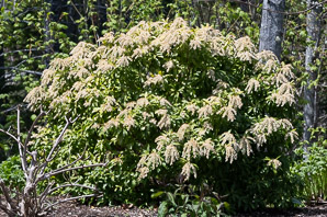 Pieris japonica (Japanese andromeda, lily-of-the-valley bush, Japanese pieris)