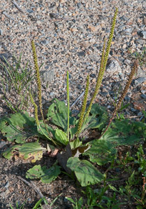 Plantago major (common plantain)