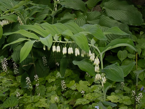 Polygonatum biflorum (smooth Solomon’s-seal, King Solomon’s-seal, great Solomon’s seal, smooth Solomon’s seal)