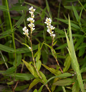 Polygonum lapathifolium (nodding smartweed, pale smartweed, dock-leaved smartweed, curlytop knotweed)