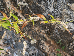 Polygonum lapathifolium (nodding smartweed, pale smartweed, dock-leaved smartweed, curlytop knotweed)