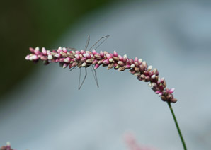 Polygonum persicaria (lady’s thumb, persicaria, redleg, spotted ladysthumb, Adam’s plaster, lily of the valley)