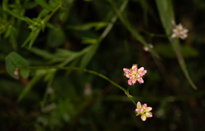 Polygonum sagittatum (arrow tearthumb, arrowleaf tearthumb)